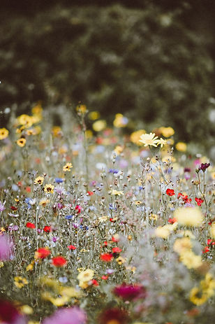 Image by Annie Spratt