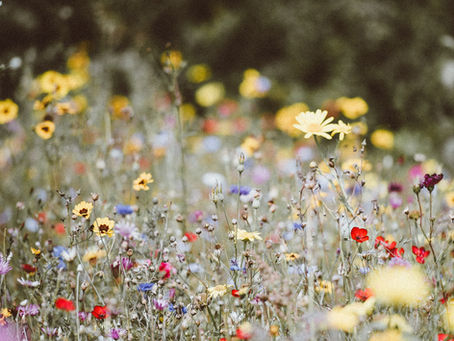 Wildflower Girl