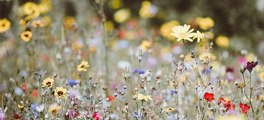 Image by Annie Spratt