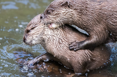 Image by David Groves