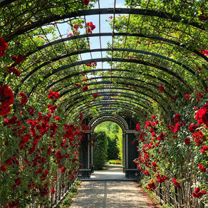 Who Will Water My Garden by David Rojas
