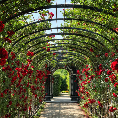 Who Will Water My Garden by David Rojas