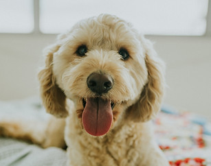 goldendoodle breeder