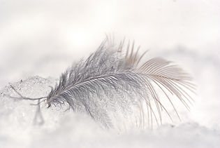 Image by Wolfgang Hasselmann