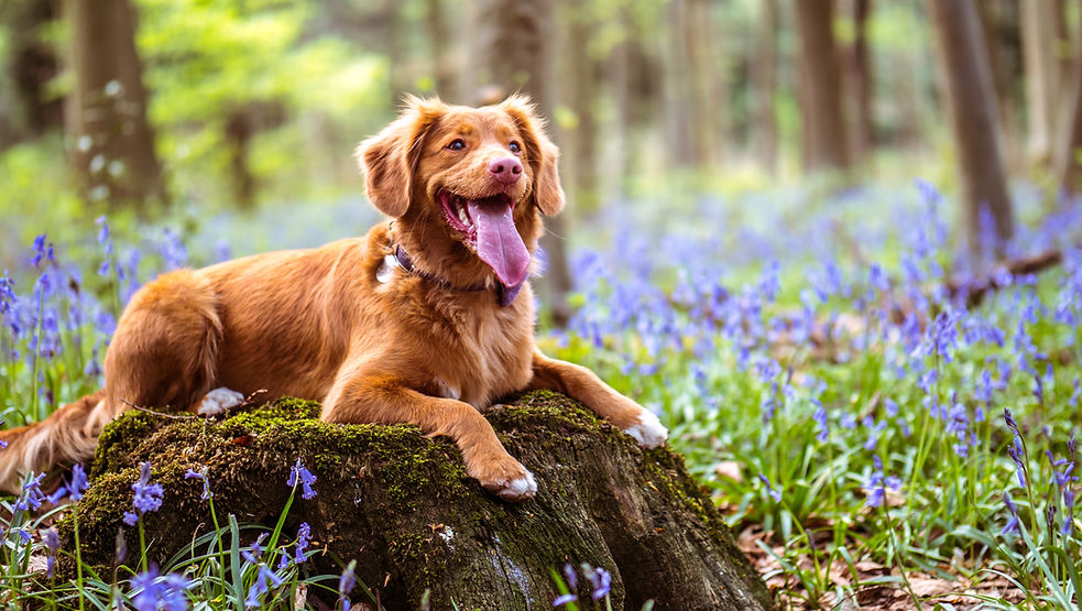 Hundefreundliche Hotels in Nuernberg