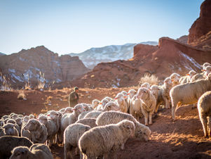 Old Testament Shepherding