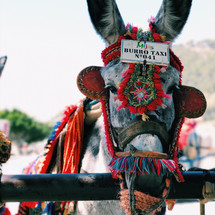 Donkey in traditional Mexican attire