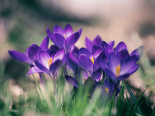 A manifestação da graça