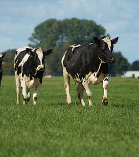 Image by Carolien van Oijen