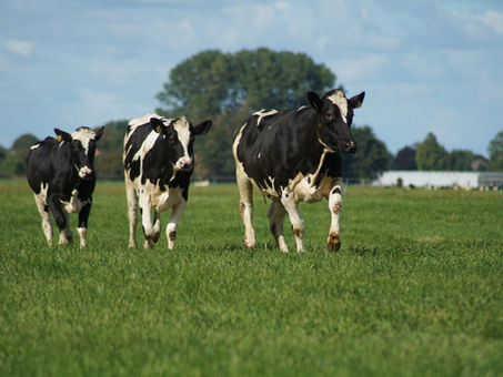 Staphylococcus aureus nelle vacche Holstein: quali correlazioni tra i biomarcatori ematici dell'infiammazione sistemica e la mastite bovina
