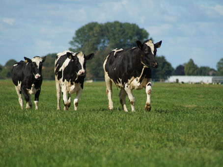 How Much Does It Cost to Start a Dairy Farm?