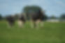 Land O’Lakes invests in California dairy protein production