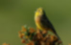 A yellowhammer standing on a bush.