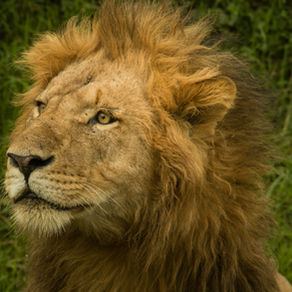 4 Ways to Courageous Authentic Leadership 