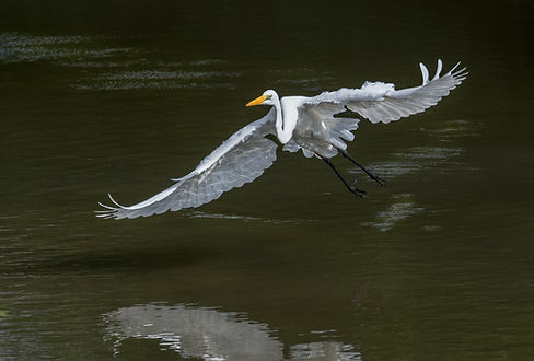 Image by David Clode