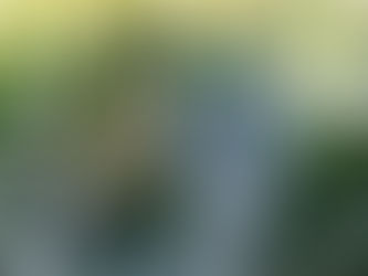 Fiche entretien du Philodendron Bradtianum