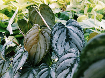 Fiche entretien du Philodendron Bradtianum