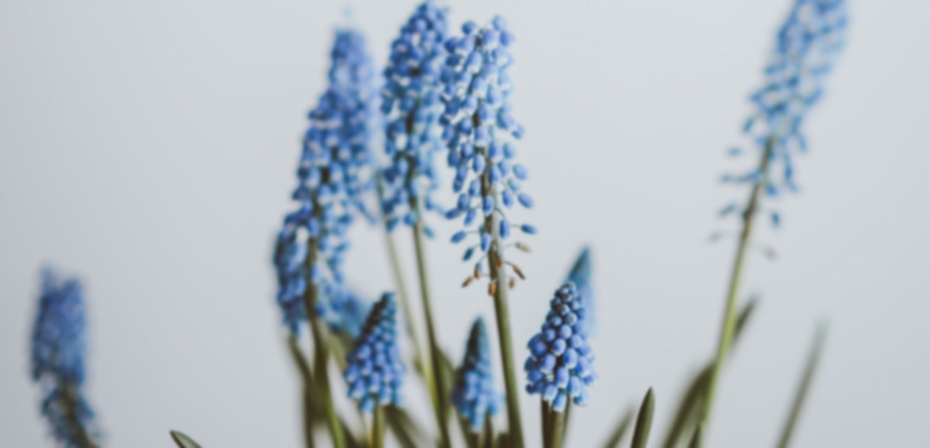 Image by Annie Spratt