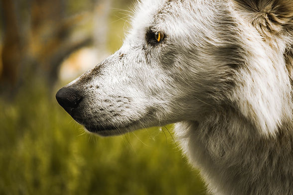 Image by David Tostado