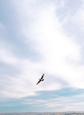 Image by Arthur de Almeida