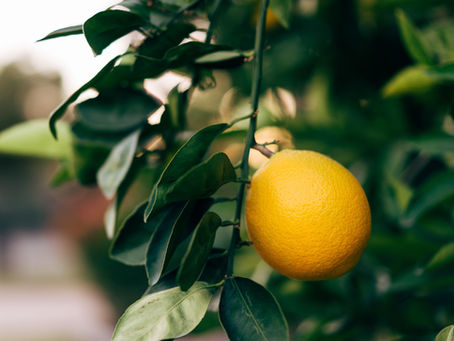 Food as Medicine: Steamed Orange for Cough