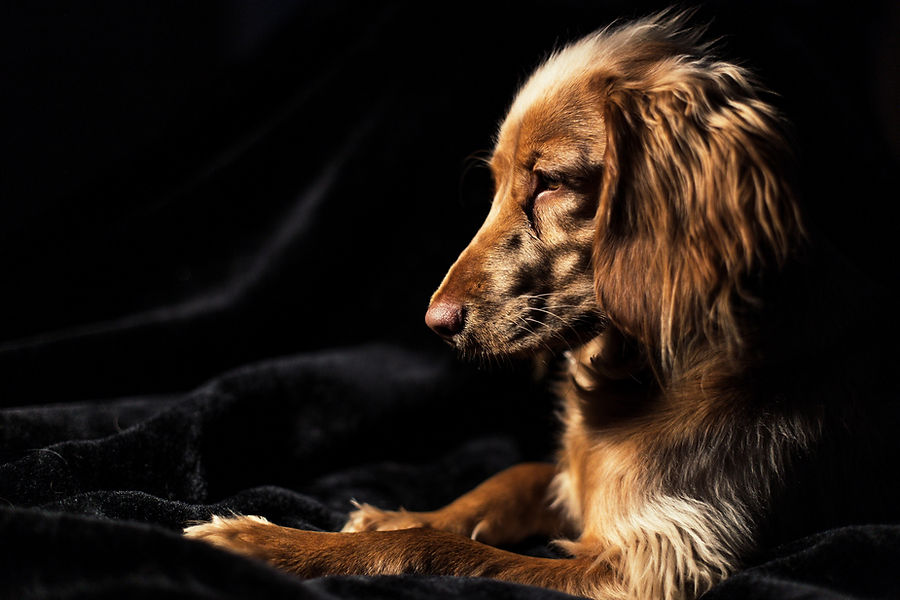 Image by Ryan Walton