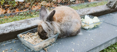 Fluffy rabbit eating from a dish of seeds beside lettuce in a glass bowl, on a concrete path near a wire fence and leafy background.