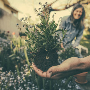 Brain food: how gardening contributes to your mental health