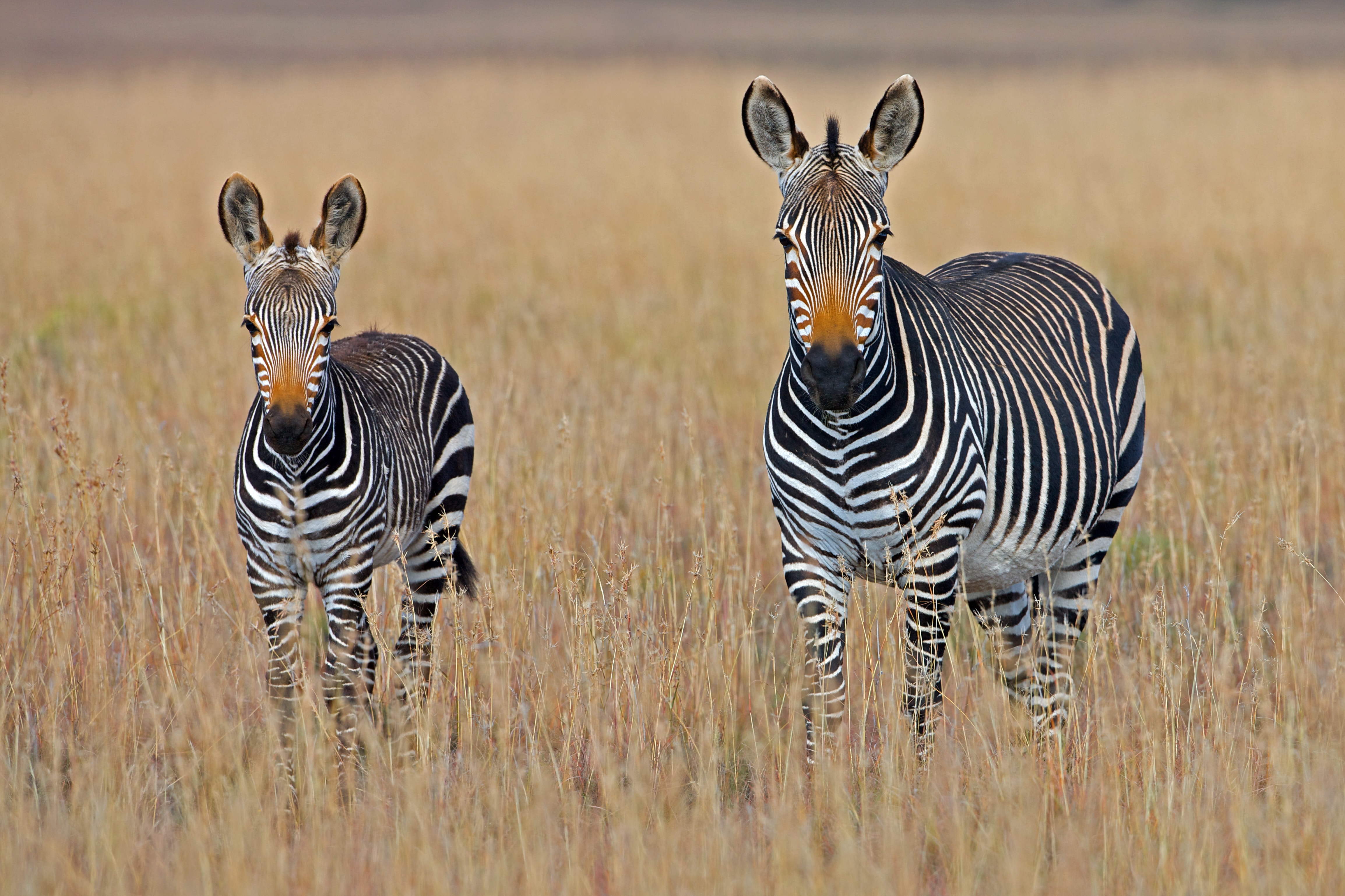 Cape Town Explorer: The Jewel of South Africa — photo 1
