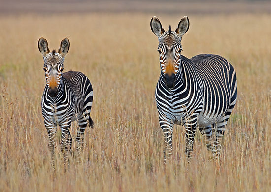 Image by George Brits