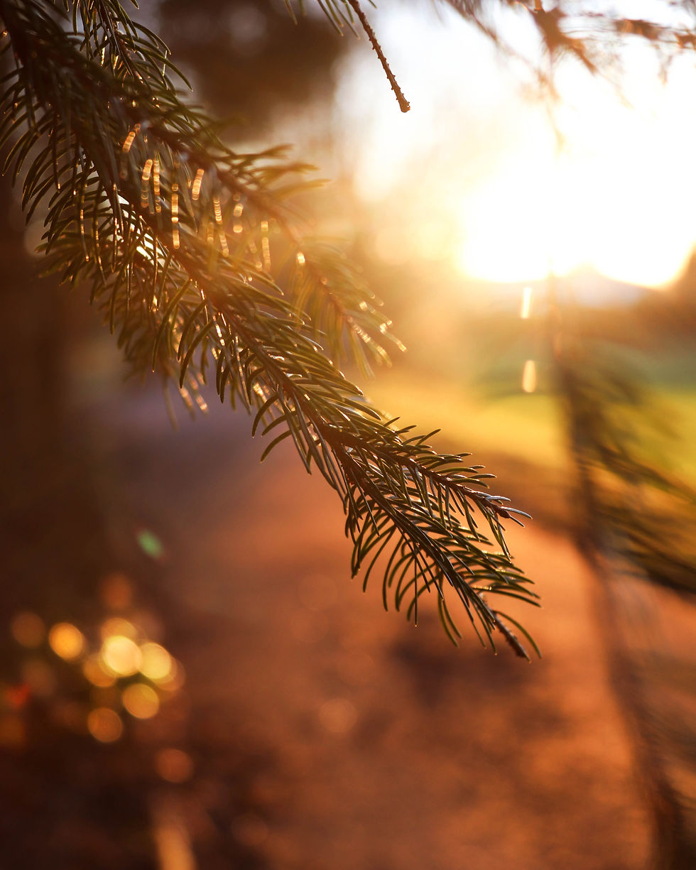 Tree branch in the sunlight