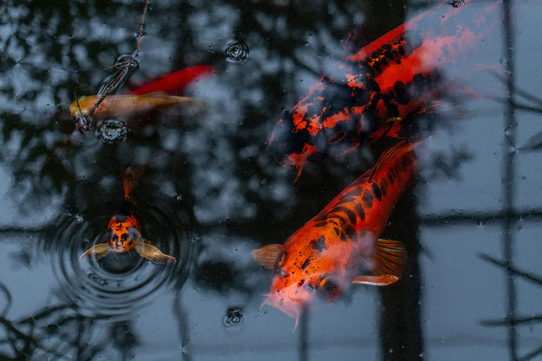 Image by Kazden Cattapan