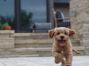 Cavapoo mini