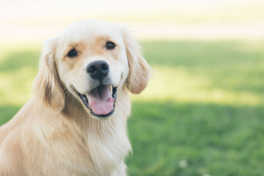 Dog Amis