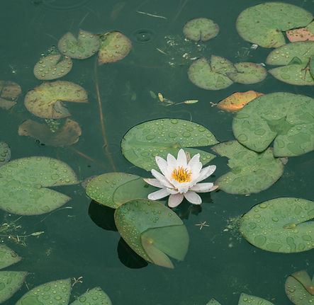 Image de Lee Soo hyun