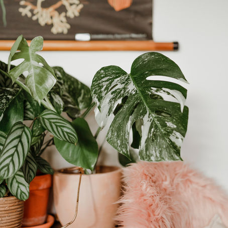 Bird Safety: Poisonous and Safe Plants for Birds