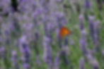 Butterfly and flowers bloom in June