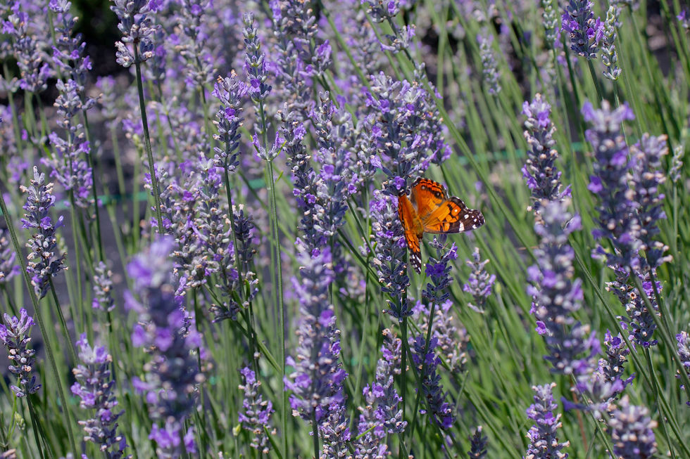 Butterfly and flowers bloom in June