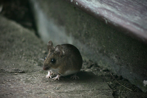 Image by Max Mustermann