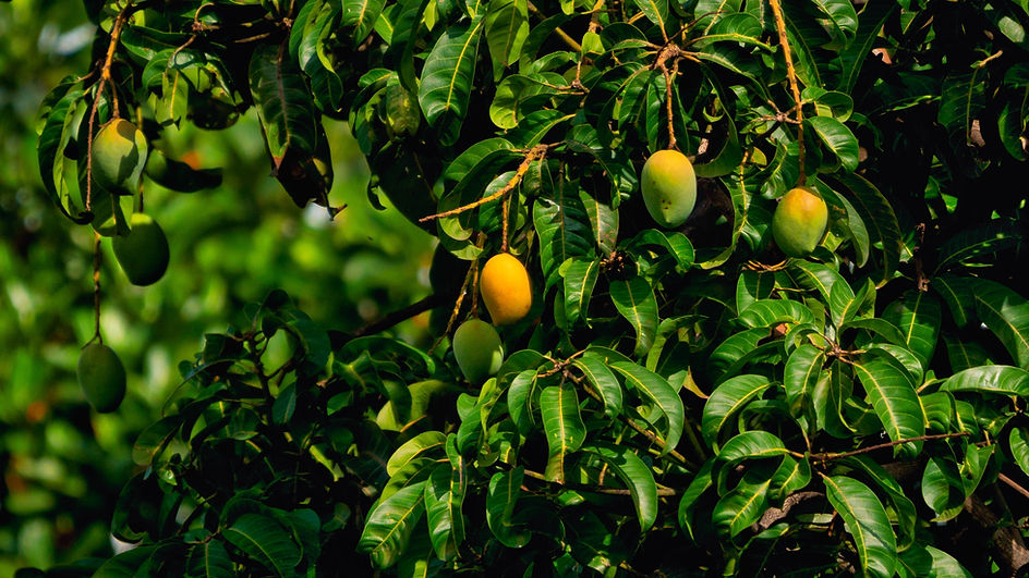 Image by Rajendra Biswal