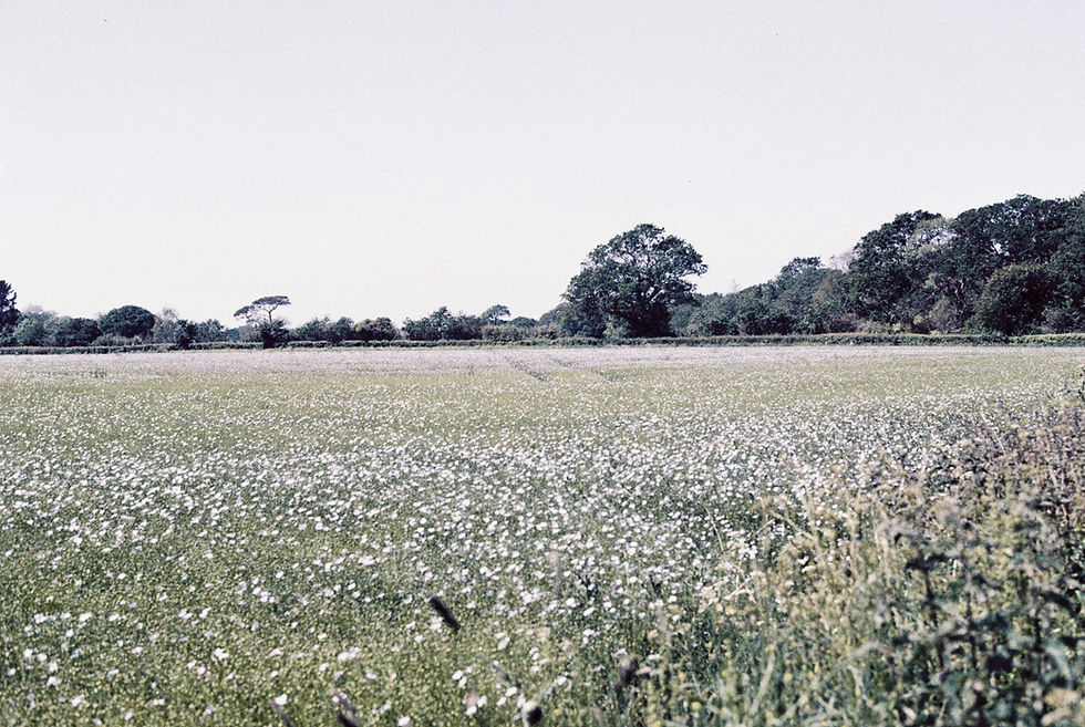 Benefits of Cooked Linseed