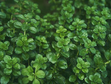 Lush green mint leaves with textured, overlapping patterns fill the image, creating a fresh, vibrant garden scene.