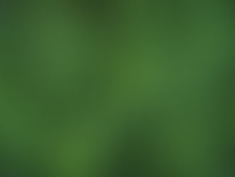 Lush green mint leaves with textured, overlapping patterns fill the image, creating a fresh, vibrant garden scene.