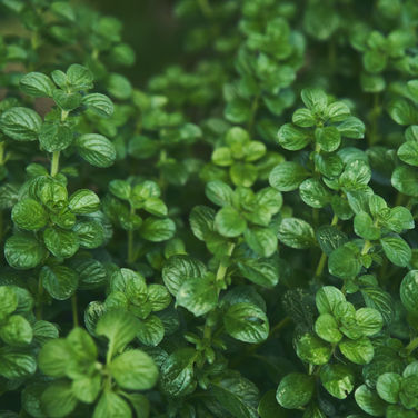 THYME CREEPING