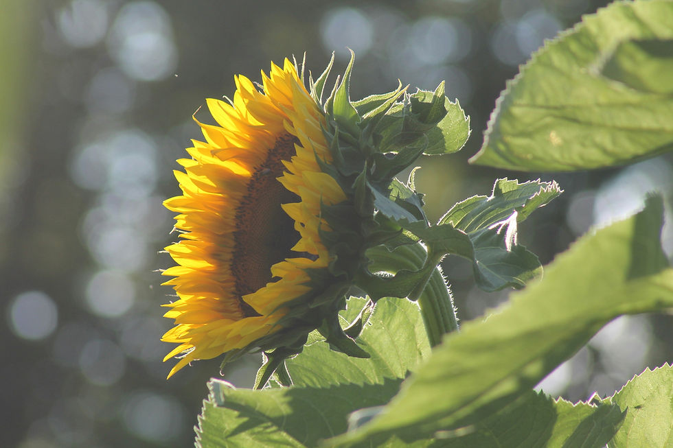 Abundance is many different things to different people, have a think what it is to you?