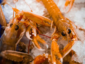 🦐 Zoom sur la Langoustine : élégance marine & cuisine de saison