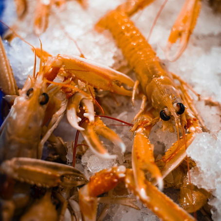 🦐 Zoom sur la Langoustine : élégance marine & cuisine de saison