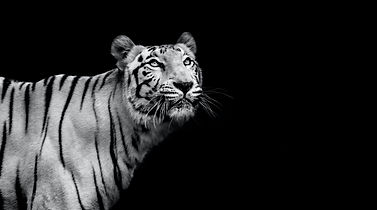 Wild animals in their natural habitat during a safari tour in India