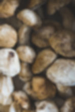 Porcini Mushrooms