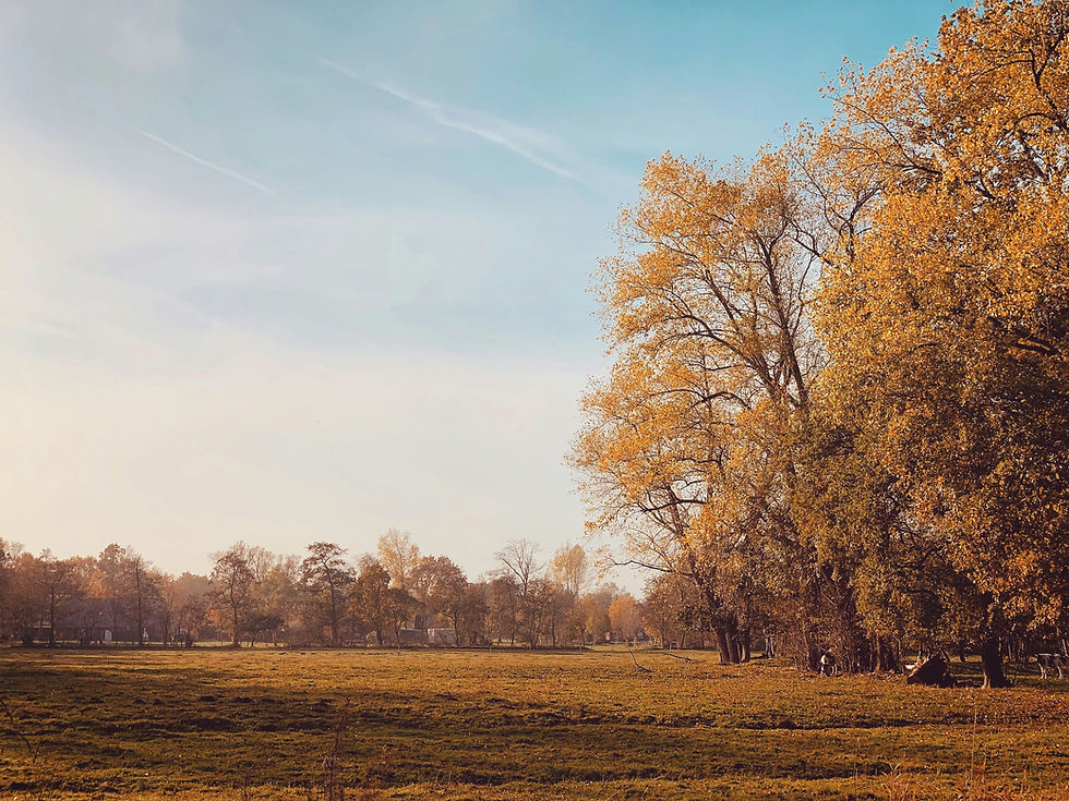 Large tree with fall foliage over a lawn